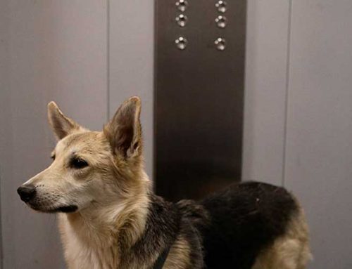 ¿Pueden entrar las mascotas en los ascensores de Barcelona?